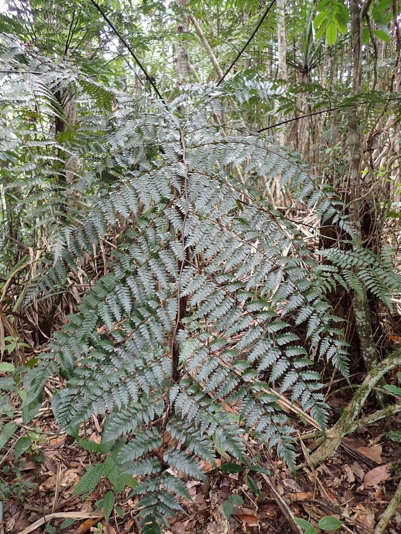 Gymnosphaera hornei photo 2