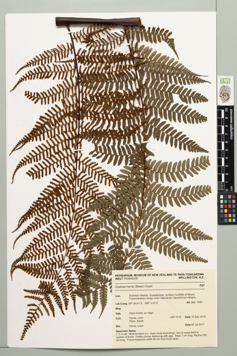 Gymnosphaera hornei photo 3