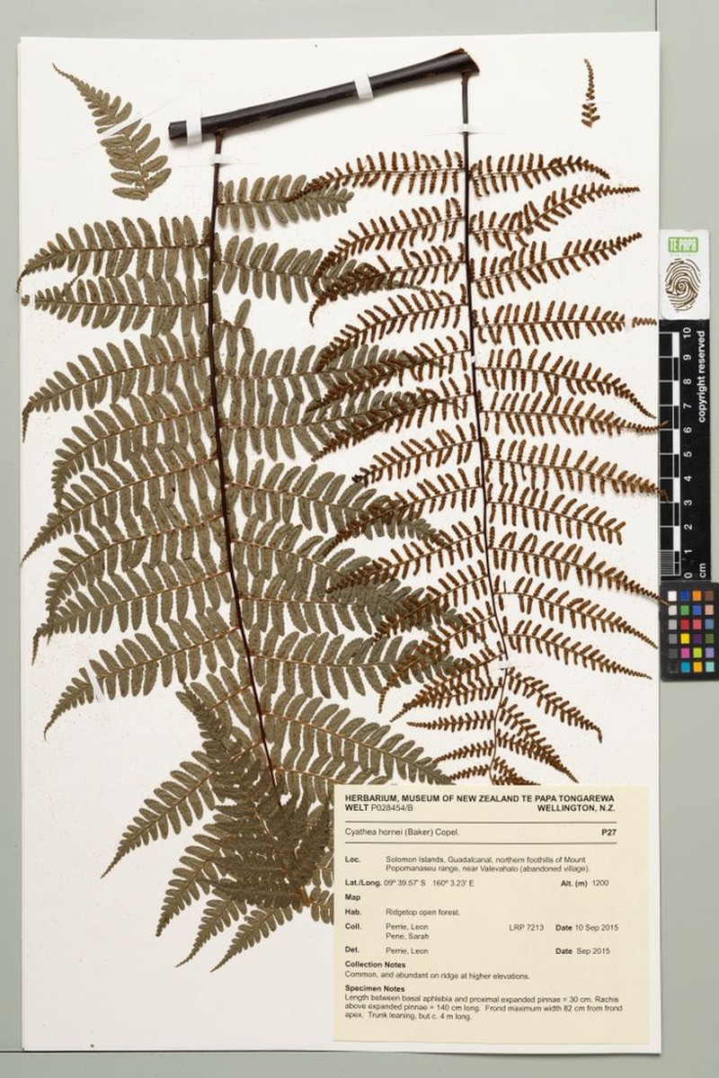 Gymnosphaera hornei photo 4