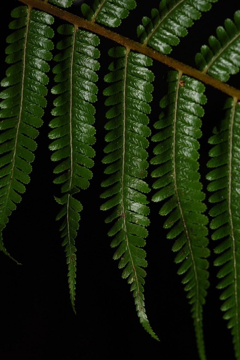 Gymnosphaera khasyana