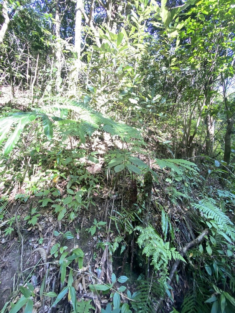 Gymnosphaera khasyana photo 2