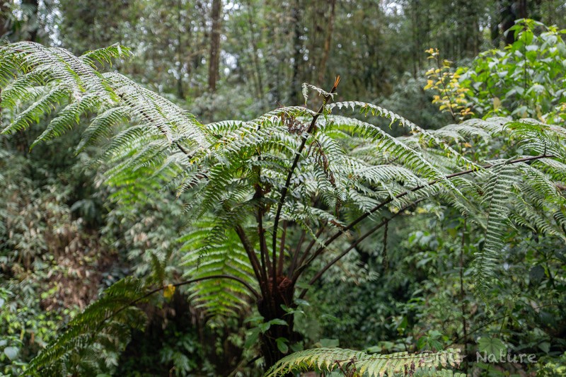 Gymnosphaera khasyana photo 3