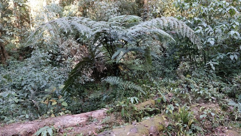 Gymnosphaera khasyana photo 4