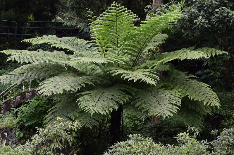 Gymnosphaera khasyana photo 5