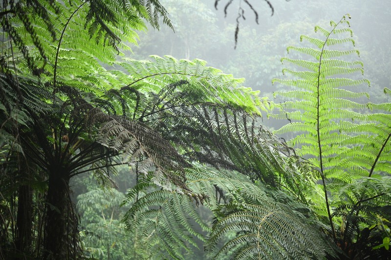 Gymnosphaera khasyana photo 6