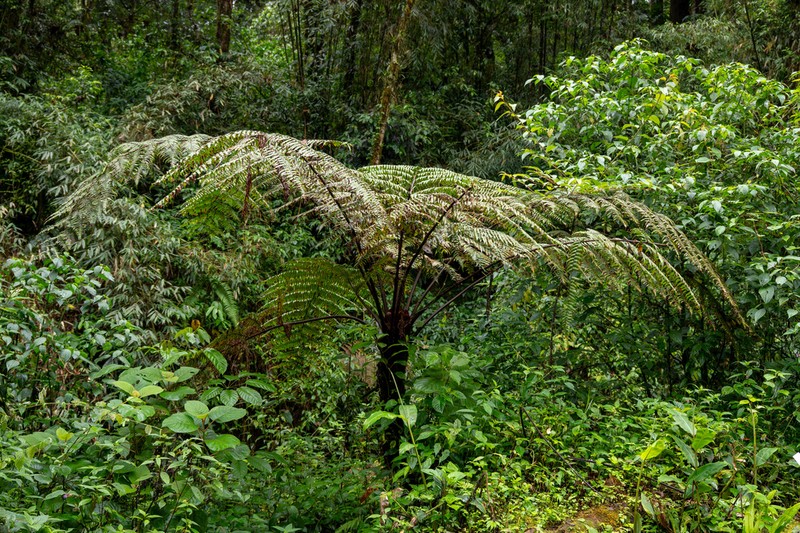Gymnosphaera khasyana photo 7