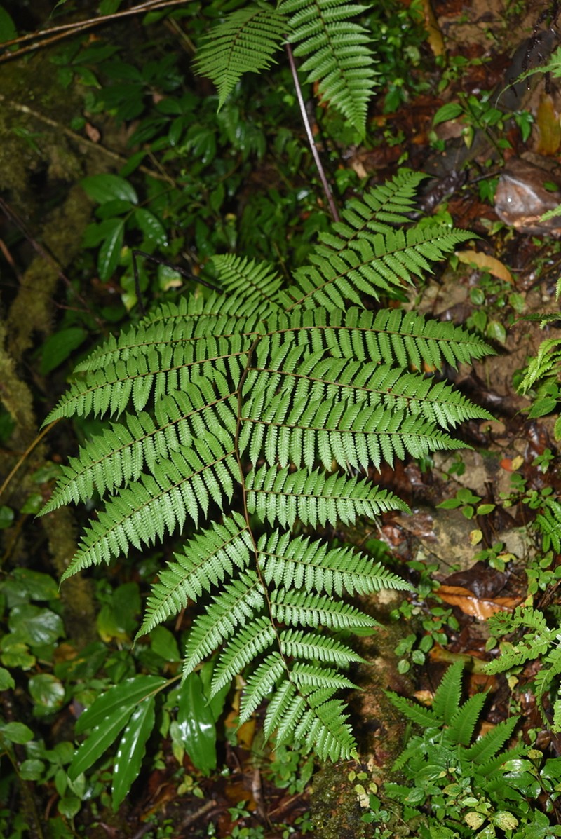 Gymnosphaera khasyana photo 8