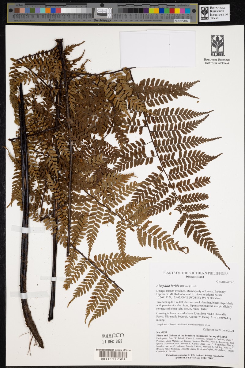 Gymnosphaera lurida