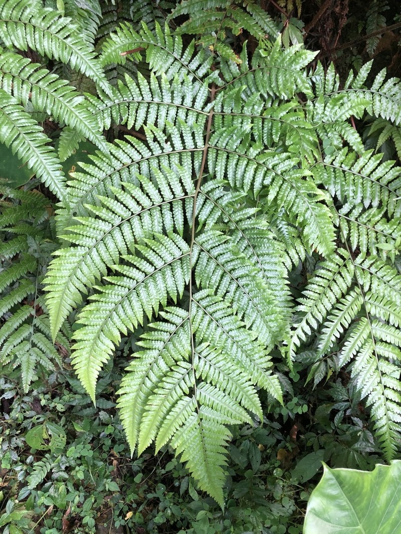 Gymnosphaera metteniana