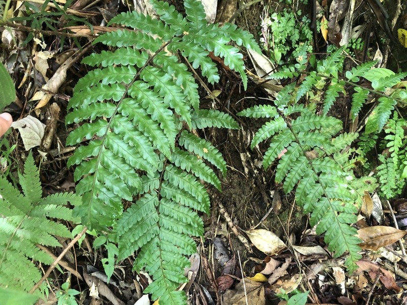Gymnosphaera metteniana photo 2