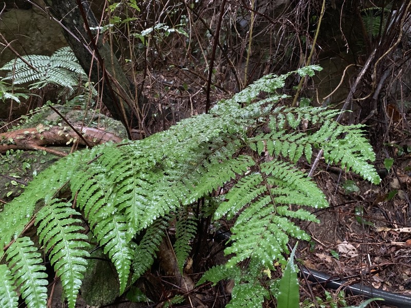 Gymnosphaera metteniana photo 3