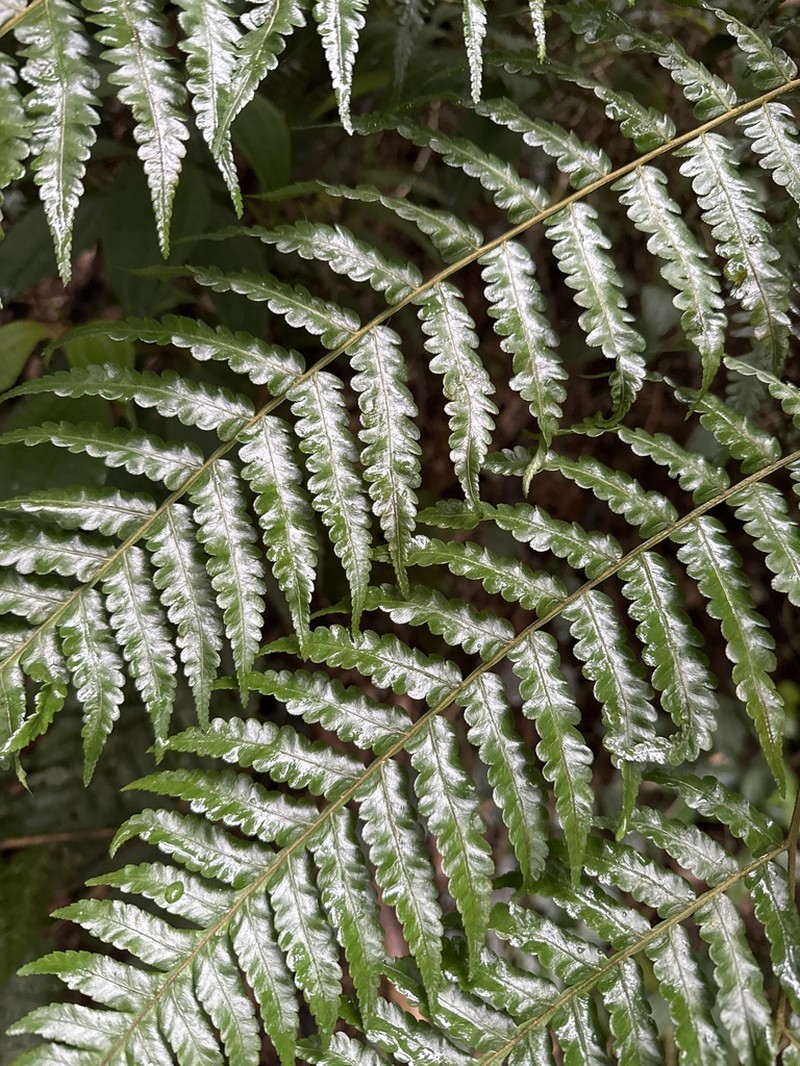 Gymnosphaera metteniana photo 4