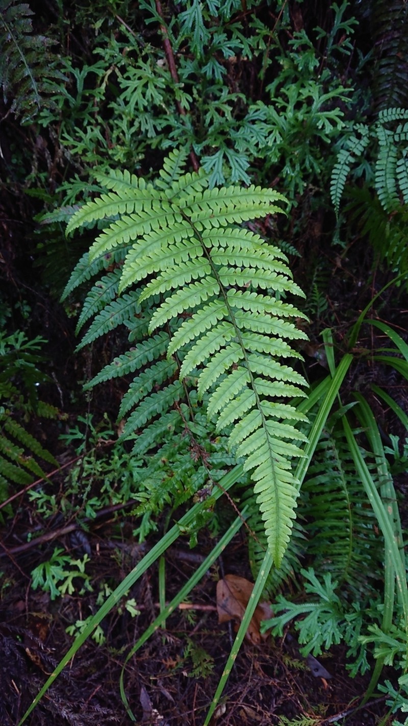 Gymnosphaera metteniana photo 5