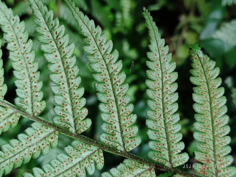 Gymnosphaera metteniana photo 6