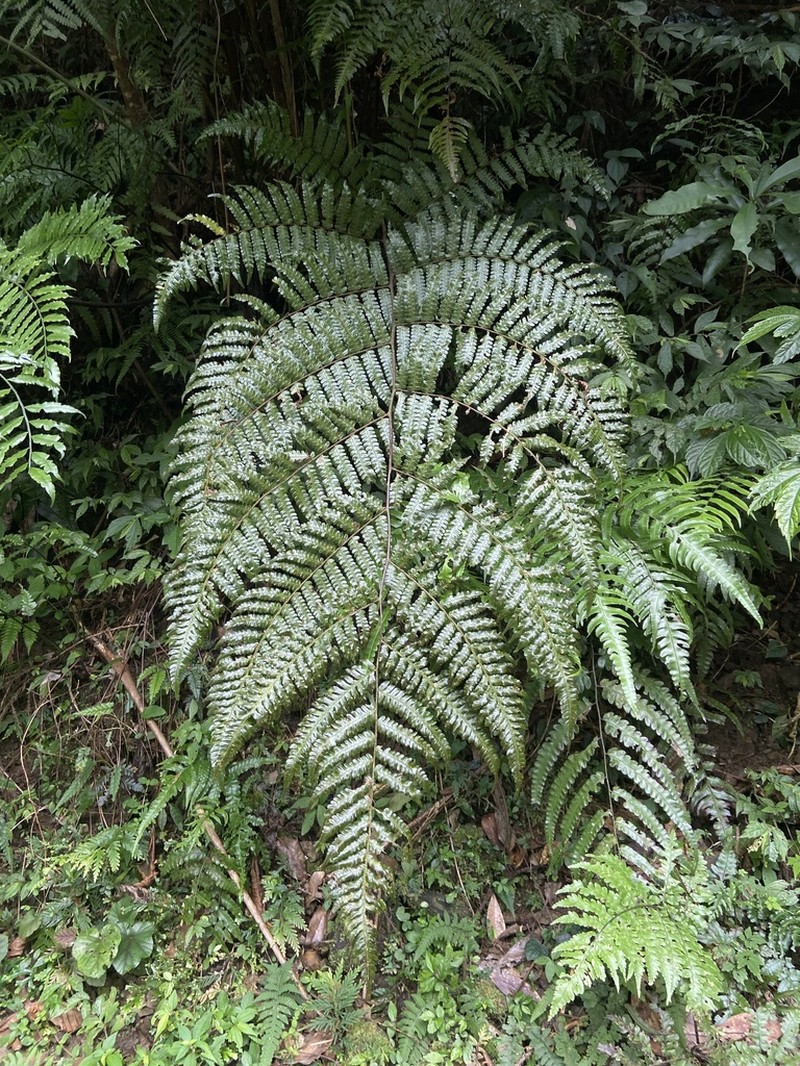 Gymnosphaera metteniana photo 7