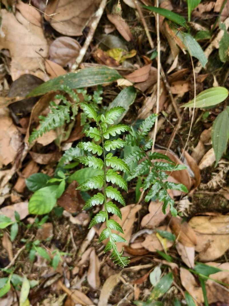 Gymnosphaera metteniana photo 8