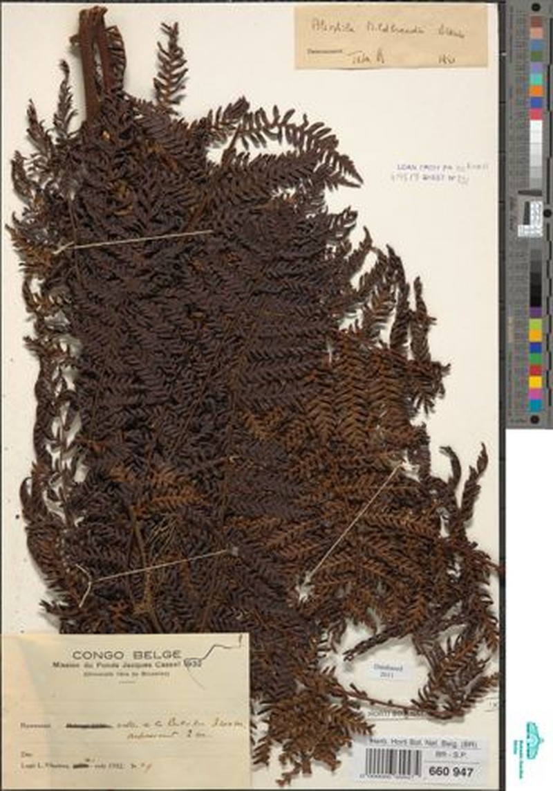 Gymnosphaera mildbraedii