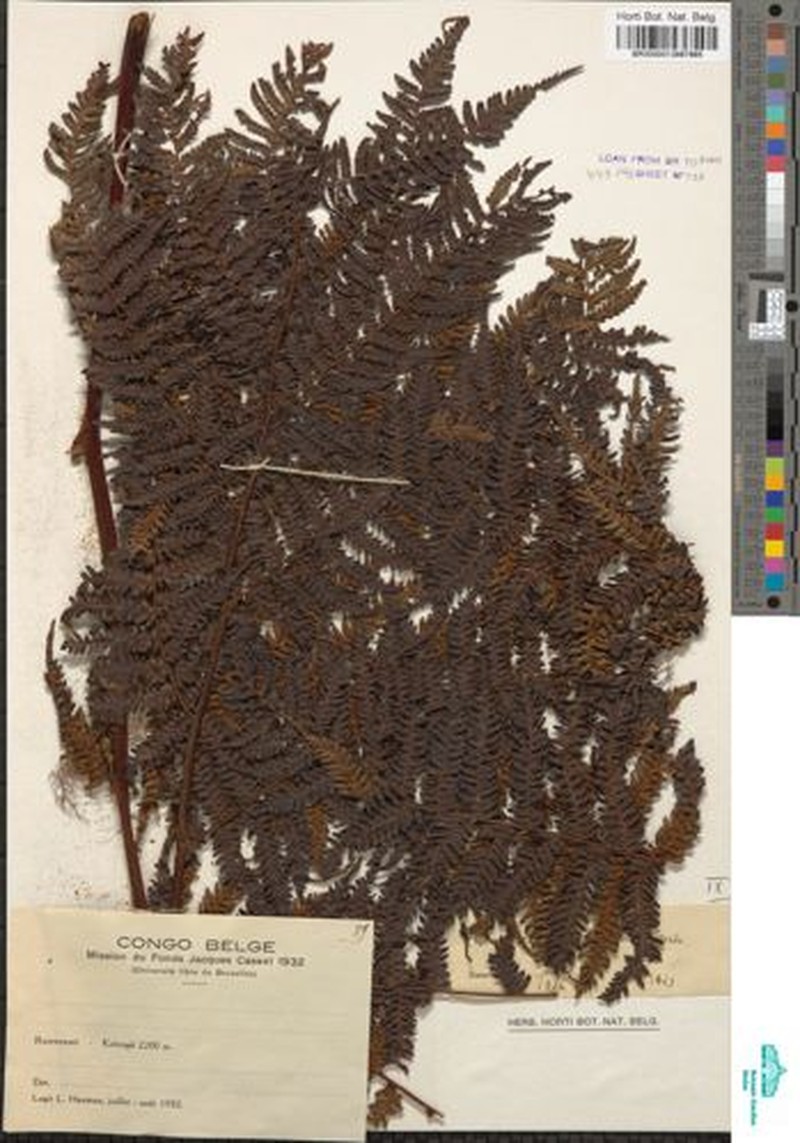 Gymnosphaera mildbraedii photo 2