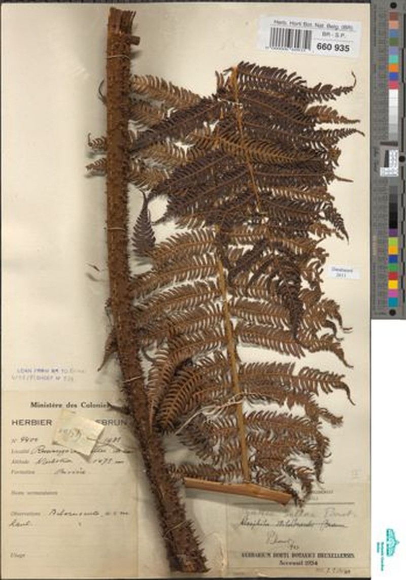 Gymnosphaera mildbraedii photo 3