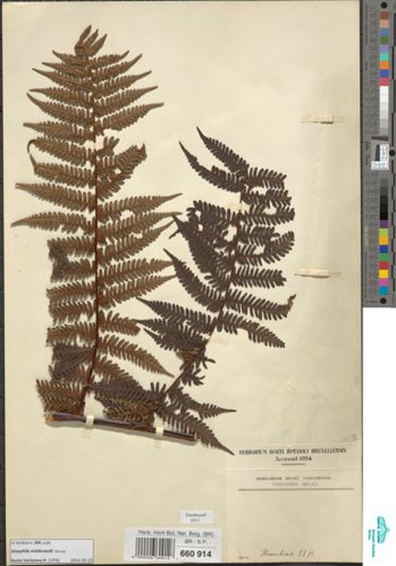 Gymnosphaera mildbraedii photo 4