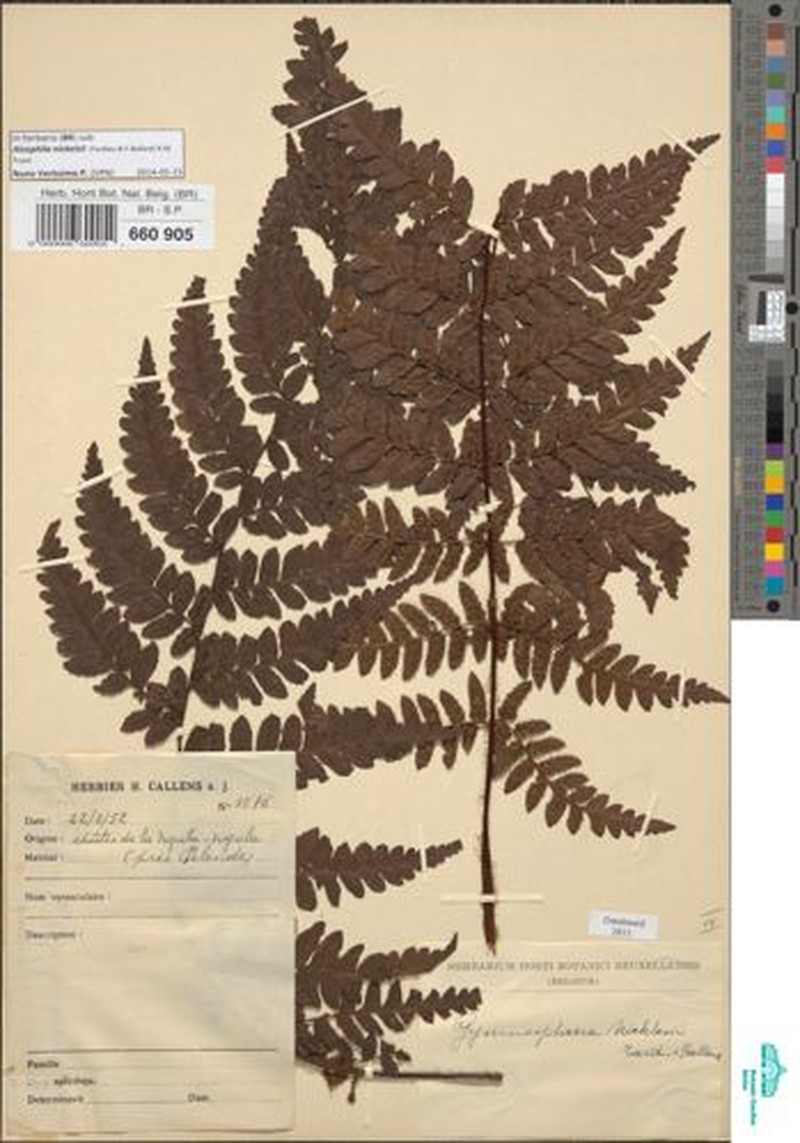 Gymnosphaera nicklesii