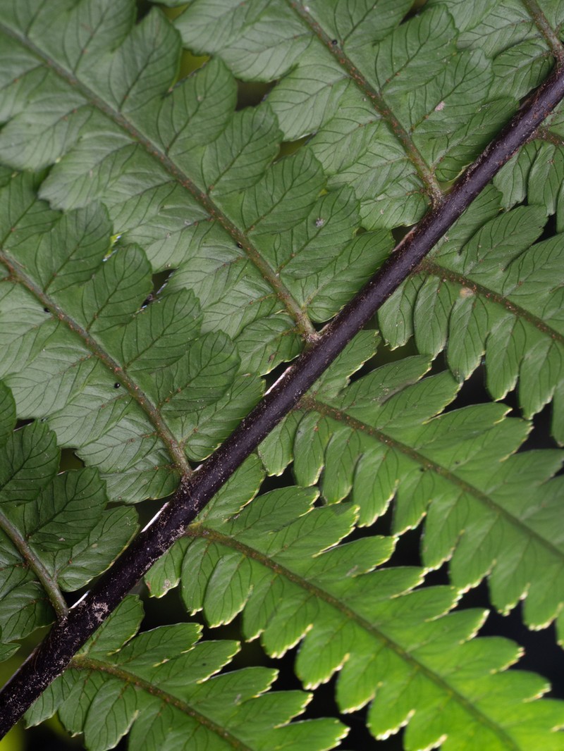 Gymnosphaera ogurae