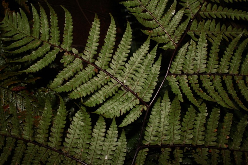 Gymnosphaera ogurae photo 2