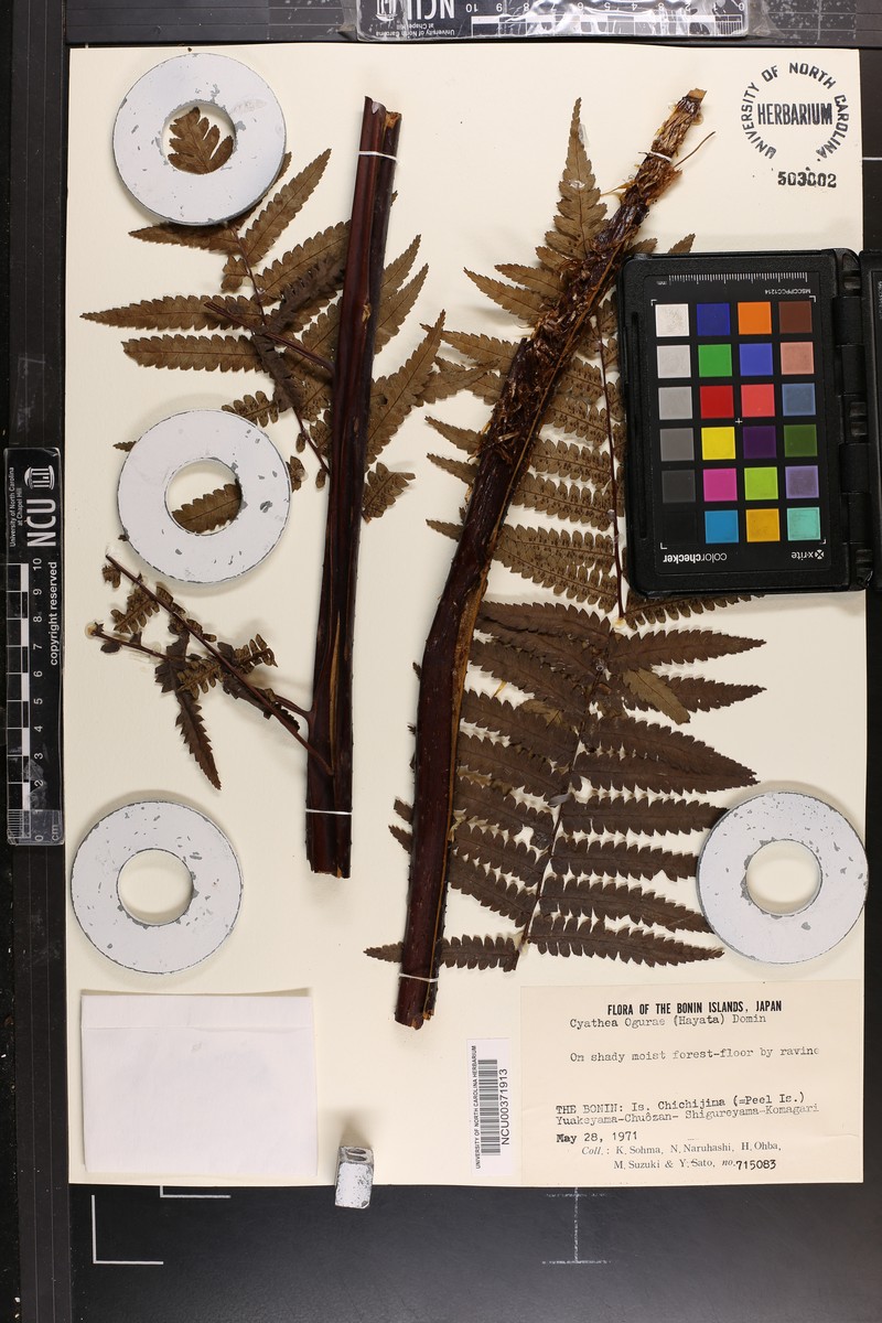 Gymnosphaera ogurae photo 3