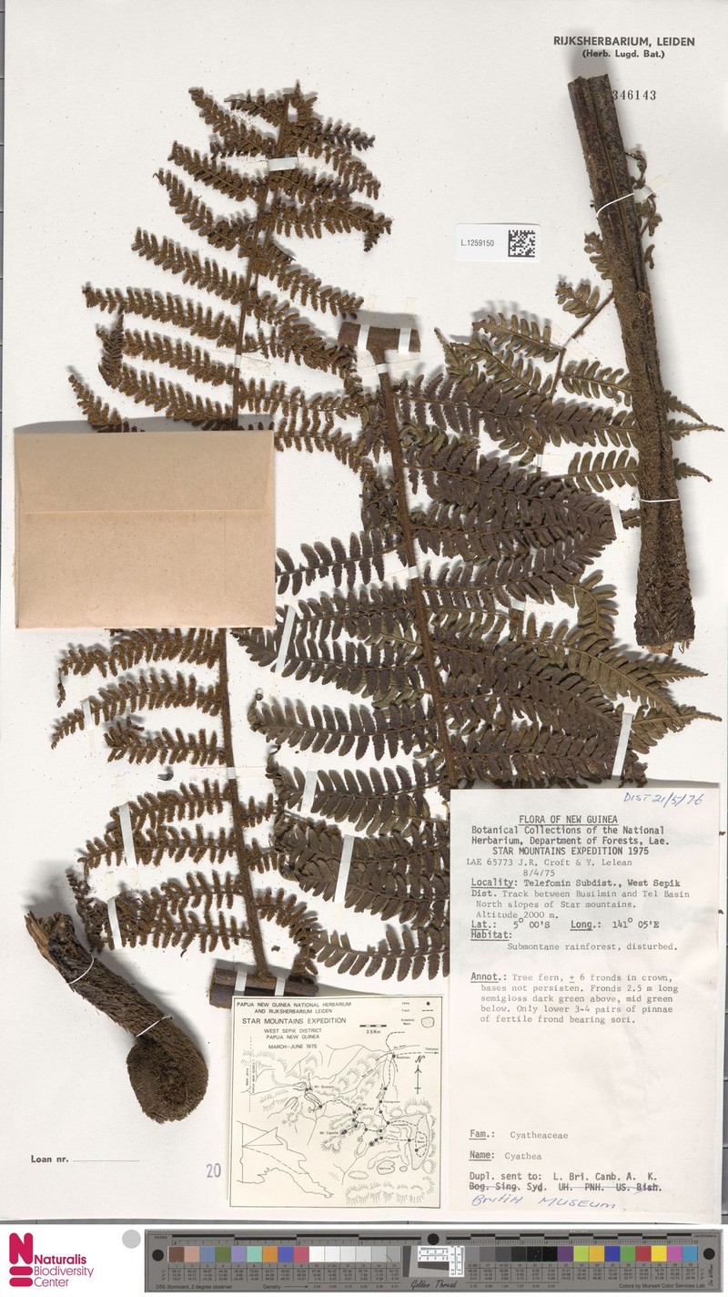 Gymnosphaera olivacea