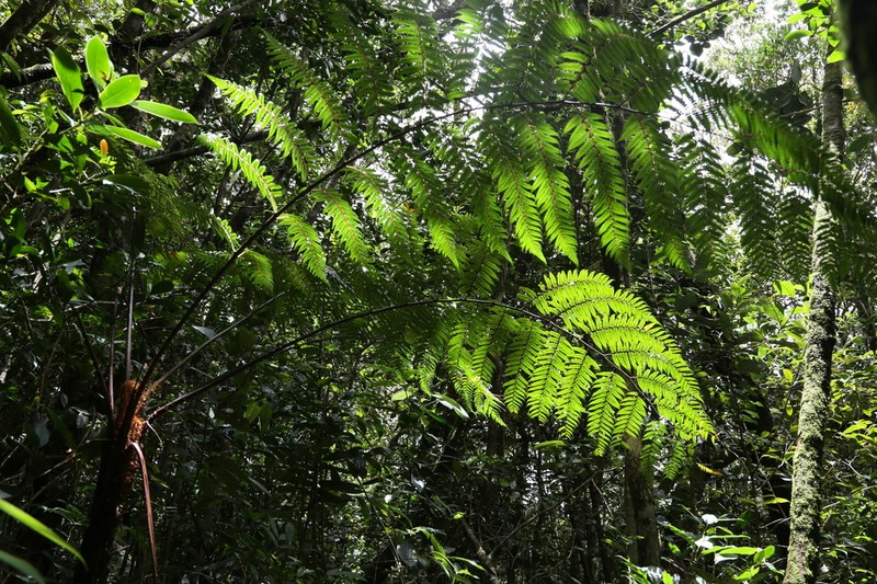 Gymnosphaera phankelocii