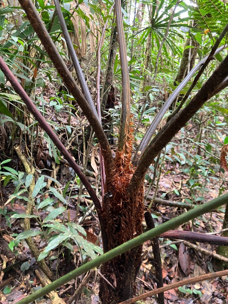 Gymnosphaera phankelocii photo 2