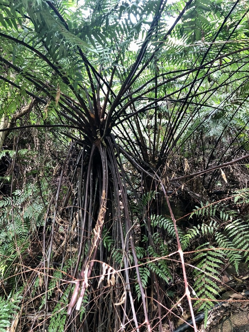 Gymnosphaera podophylla