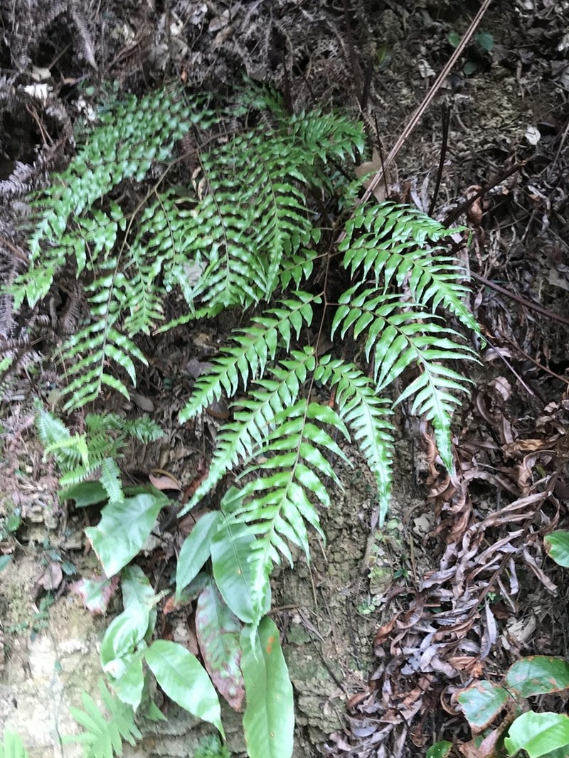 Gymnosphaera podophylla photo 2