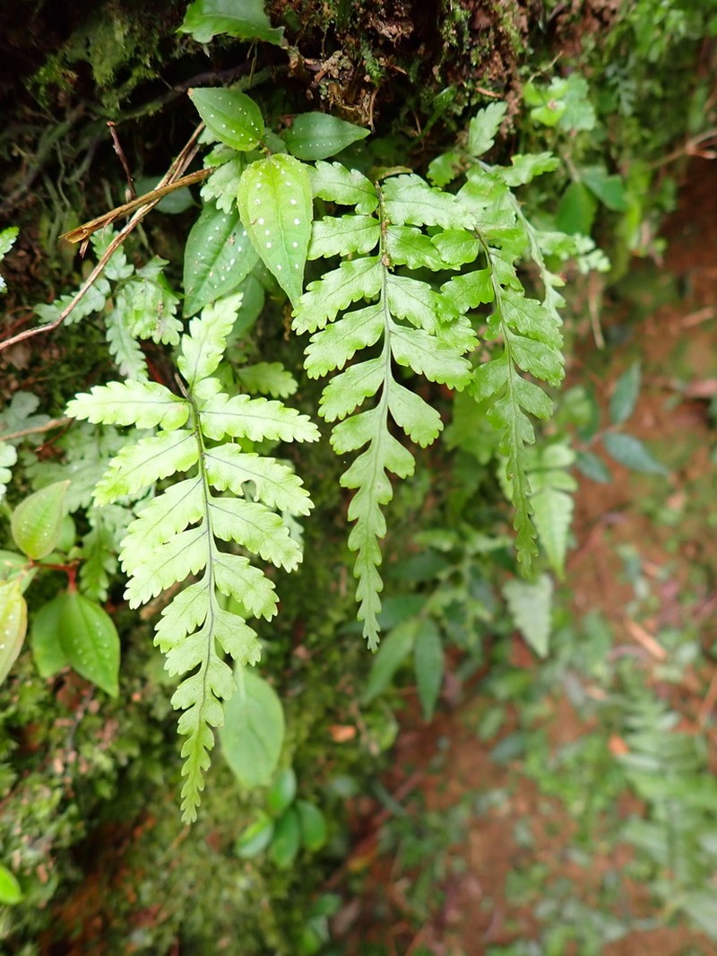 Gymnosphaera podophylla photo 3