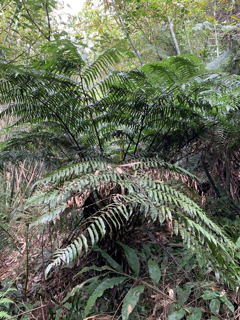Gymnosphaera podophylla photo 4