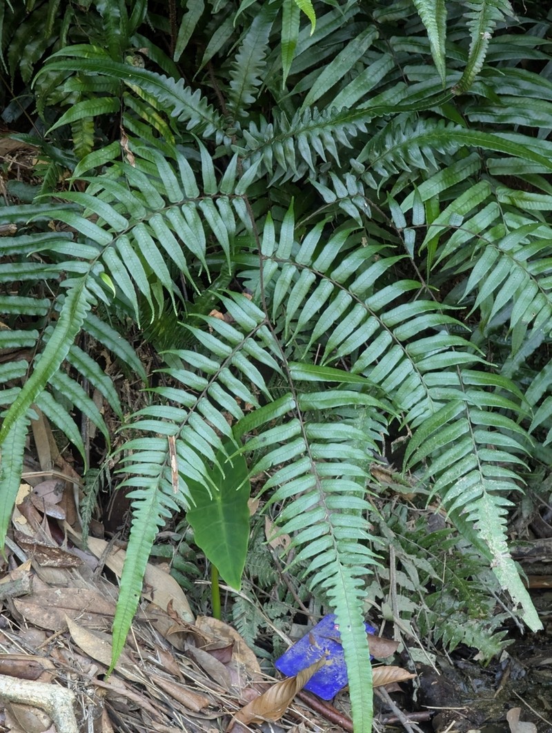 Gymnosphaera podophylla photo 5