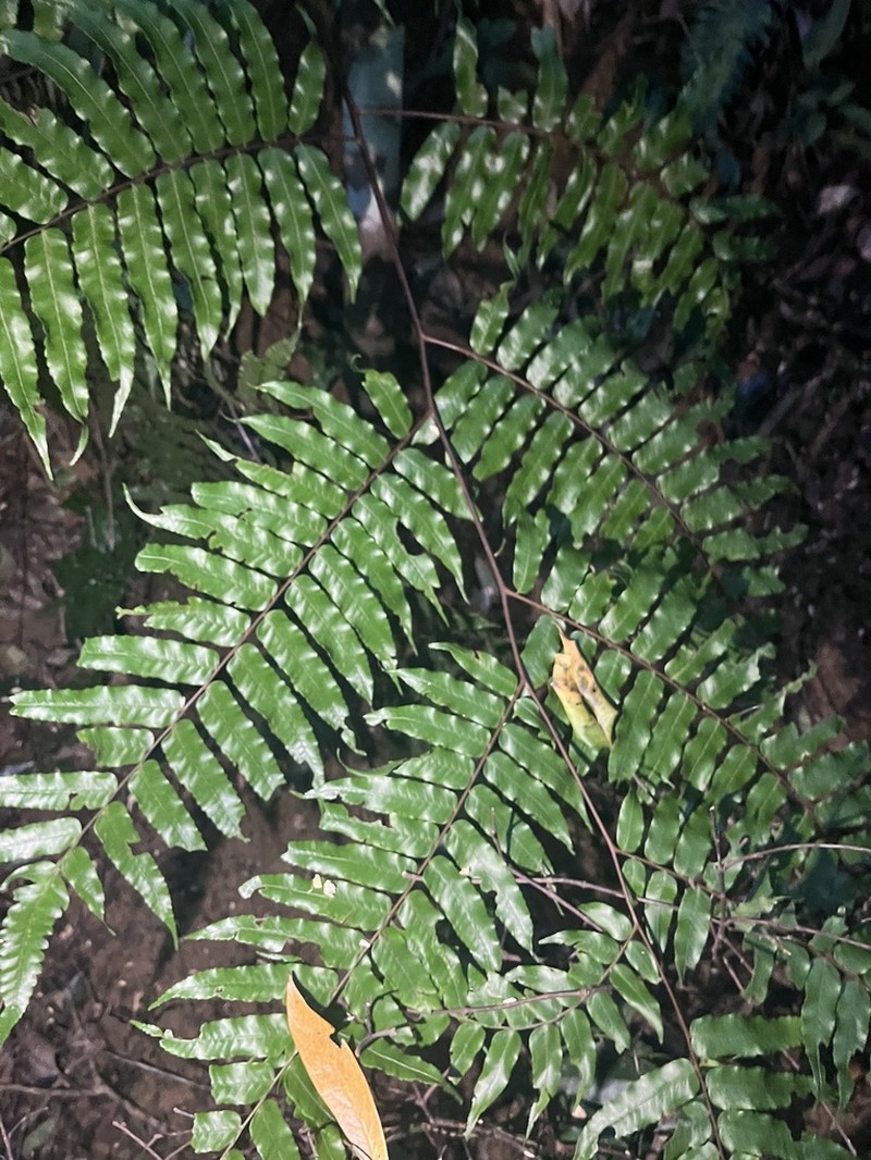 Gymnosphaera podophylla photo 6