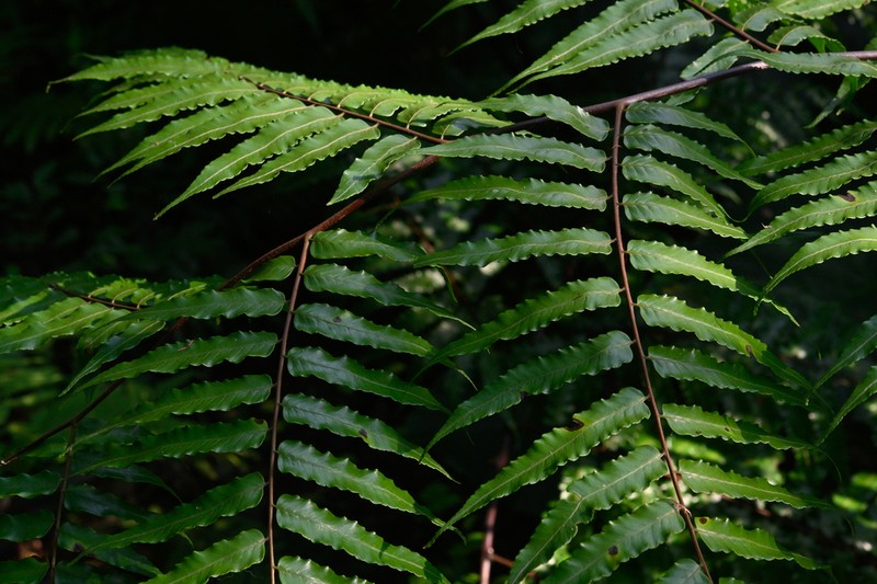 Gymnosphaera podophylla photo 7
