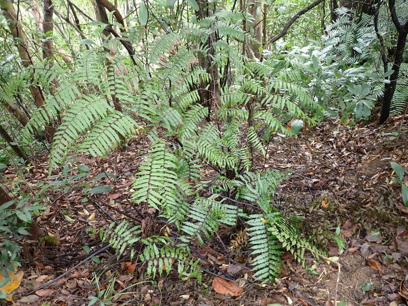 Gymnosphaera podophylla photo 8