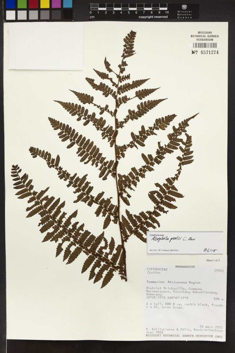 Gymnosphaera poolii