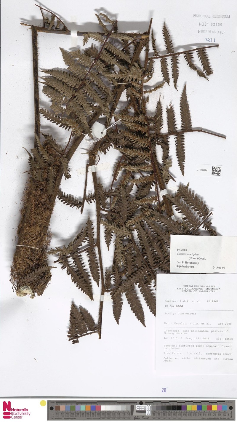 Gymnosphaera ramispina