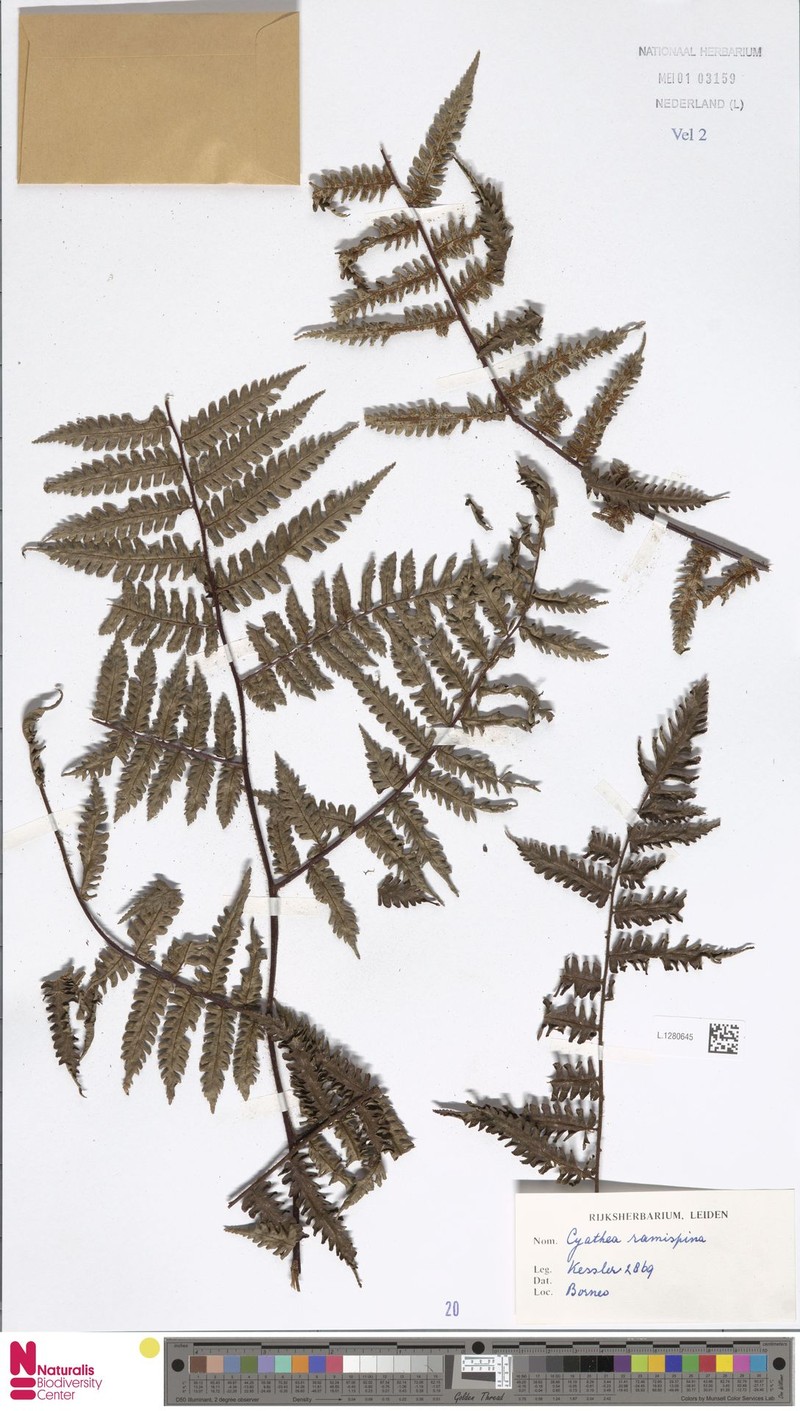 Gymnosphaera ramispina photo 2