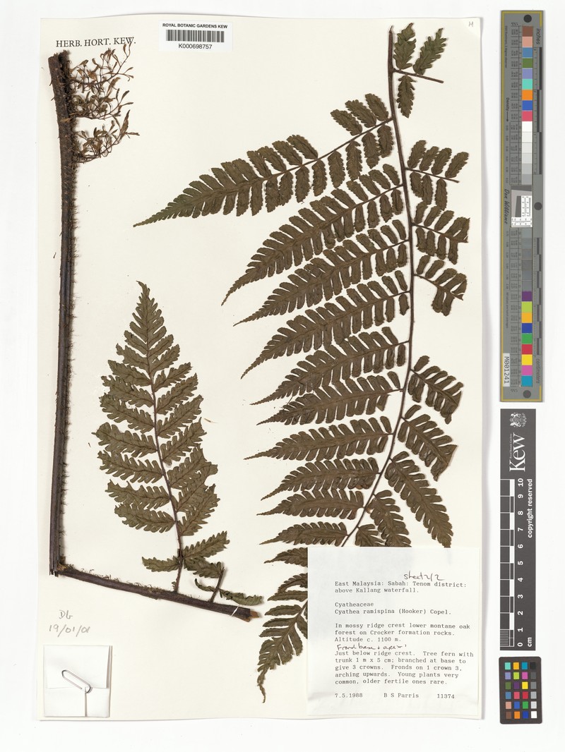 Gymnosphaera ramispina photo 3