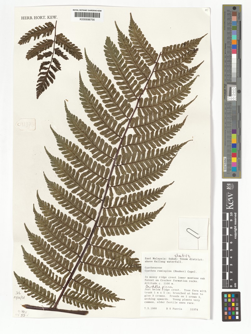Gymnosphaera ramispina photo 4