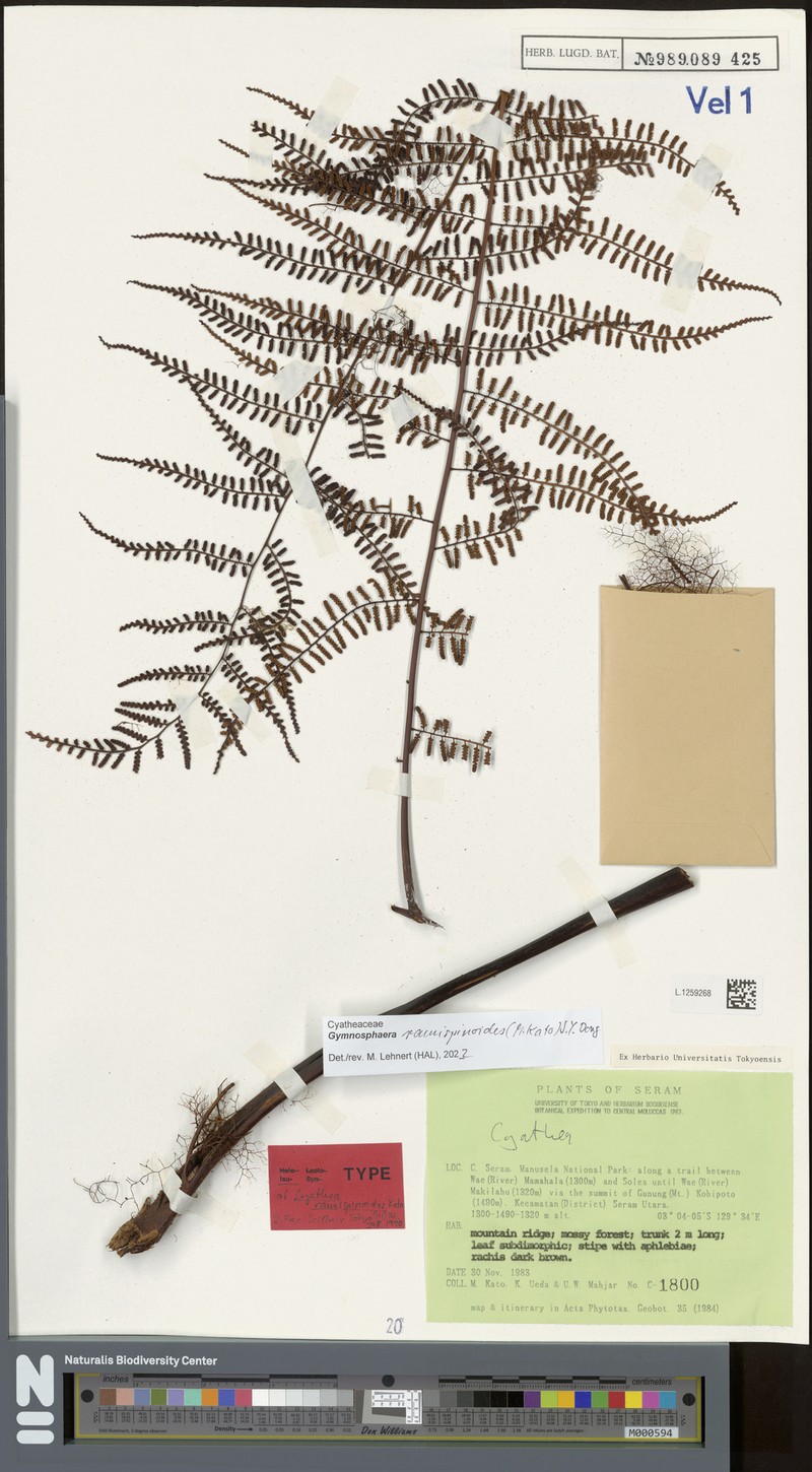 Gymnosphaera ramispinoides