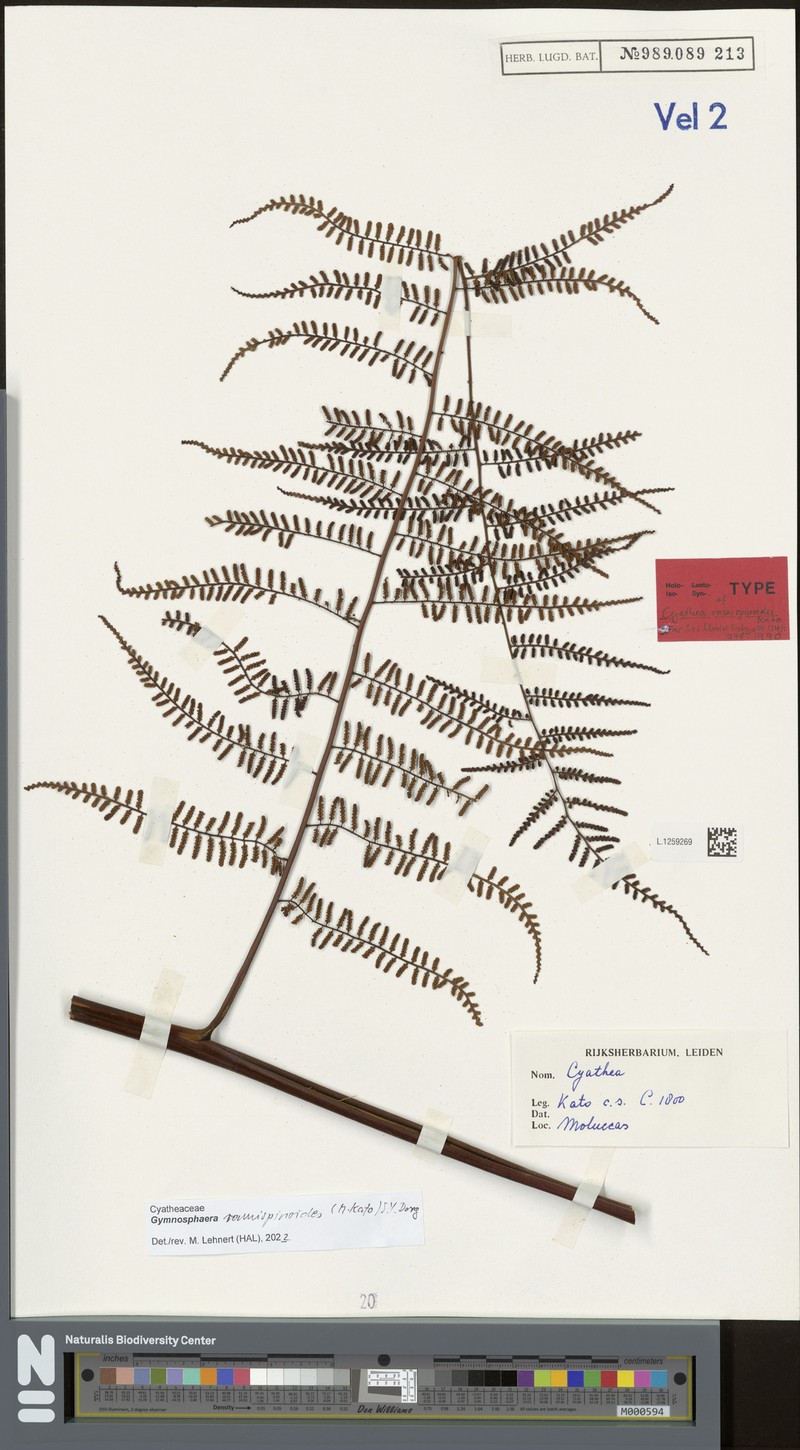 Gymnosphaera ramispinoides photo 2
