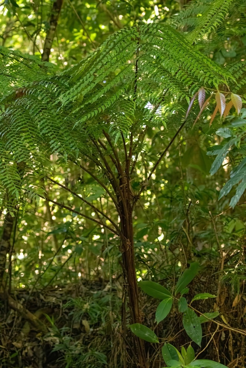 Gymnosphaera rebeccae