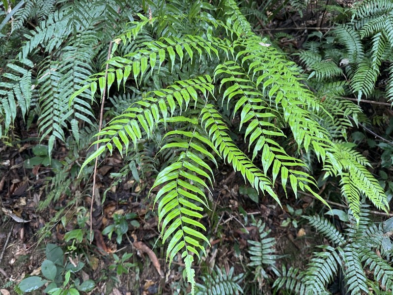 Gymnosphaera rebeccae photo 2