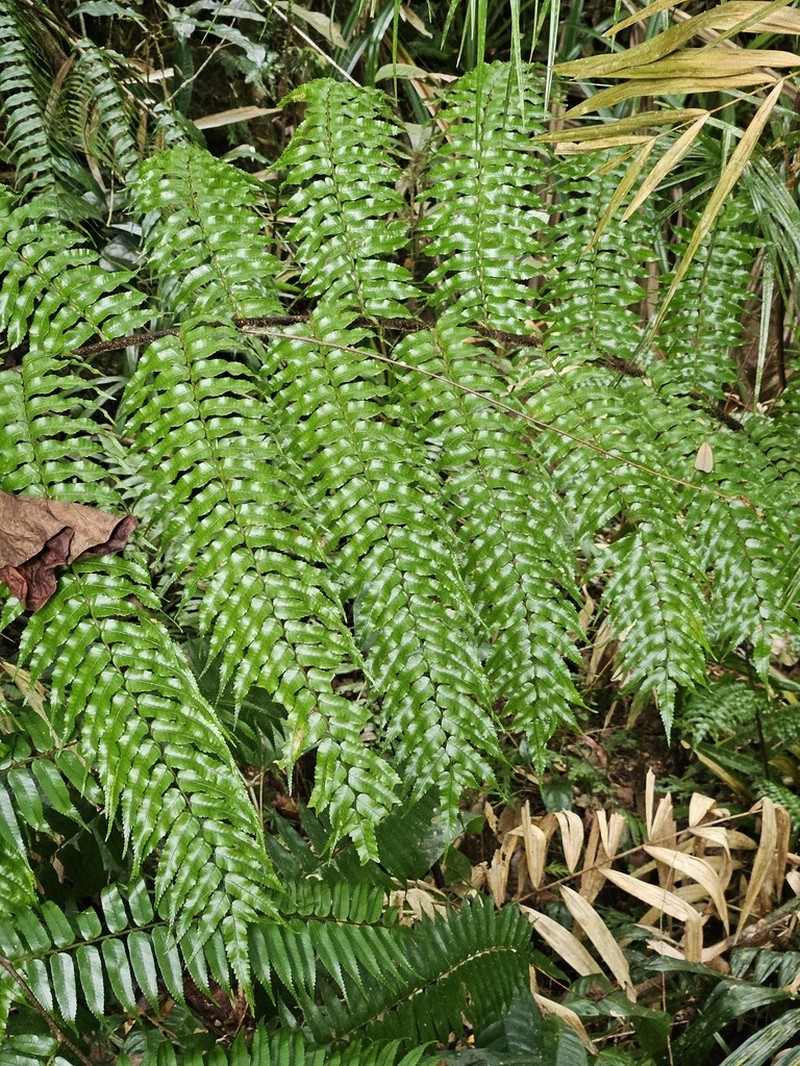 Gymnosphaera rebeccae photo 3
