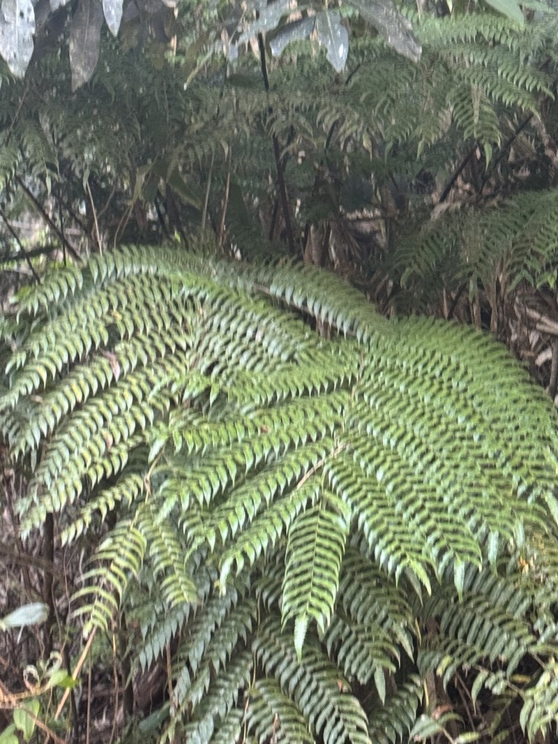Gymnosphaera rebeccae photo 4